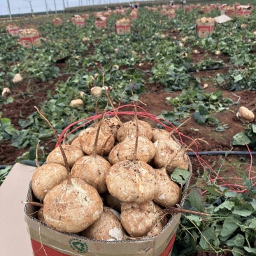 豆薯广东精选特优豆薯凉薯精挑细选产地直发量大从优