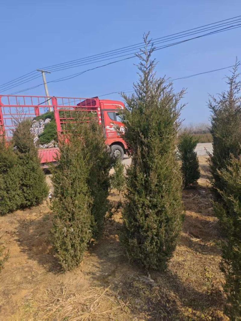 行道树，高速公路绿化带专用苗