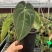 水晶花烛乌鸦之心杂papi自培品种基地直发