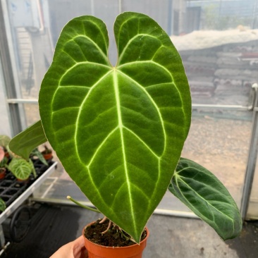 水晶花烛华丽杂papi自培品种基地直发