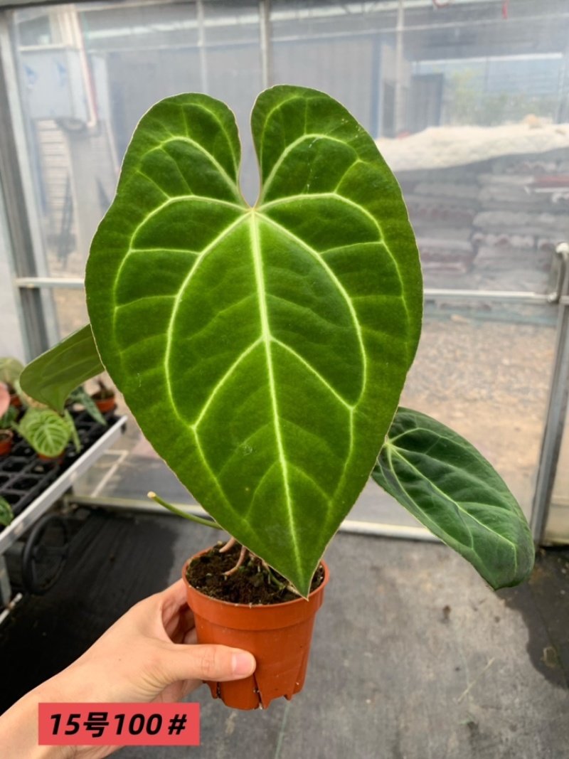 水晶花烛华丽杂papi自培品种基地直发