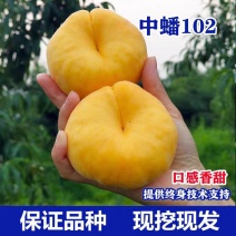 中油102蟠桃树苗，品种中的佼佼者，口感甜产量高，包品种