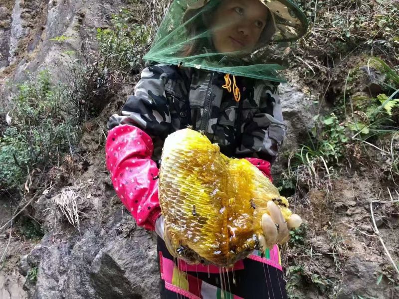 版纳野生树挂蜜