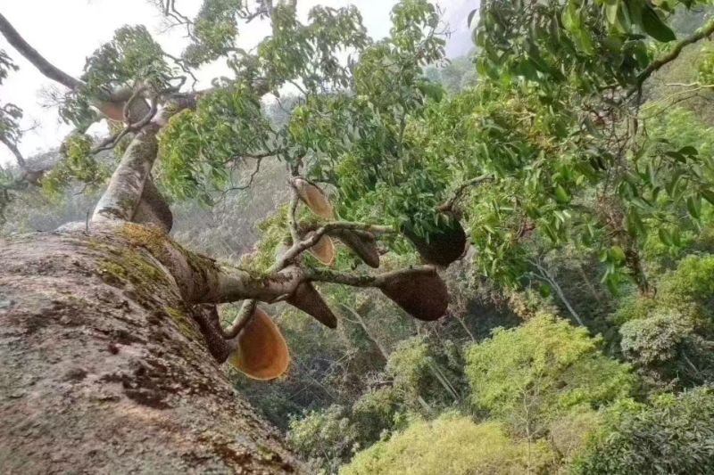 版纳野生树挂蜜