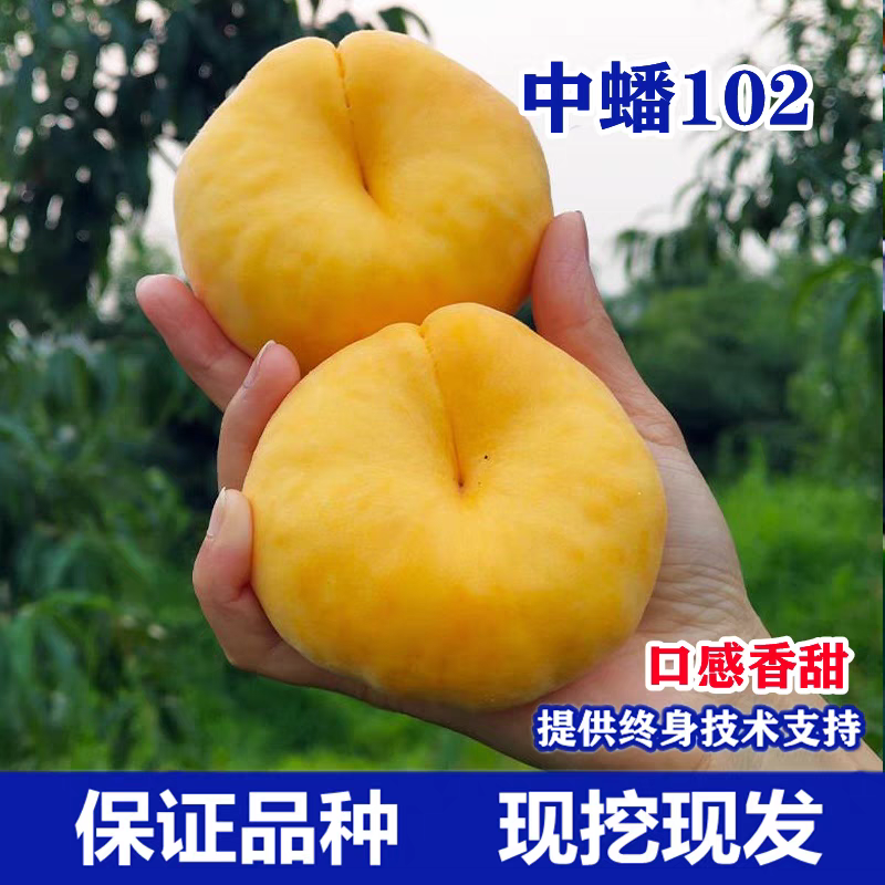 中油102蟠桃树苗，品种中的佼佼者，口感甜产量高，包品种