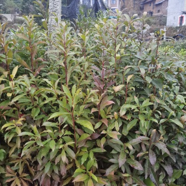 杜英杯苗出售