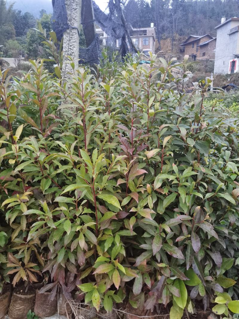 杜英杯苗出售