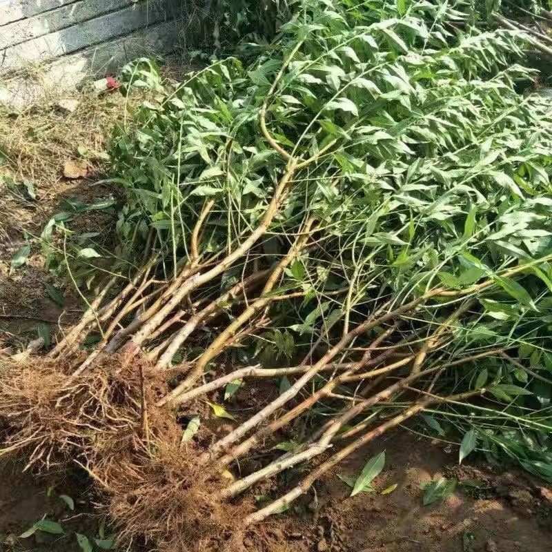 中蟠102蟠桃树苗，品种保证，包邮包品种，产量高，