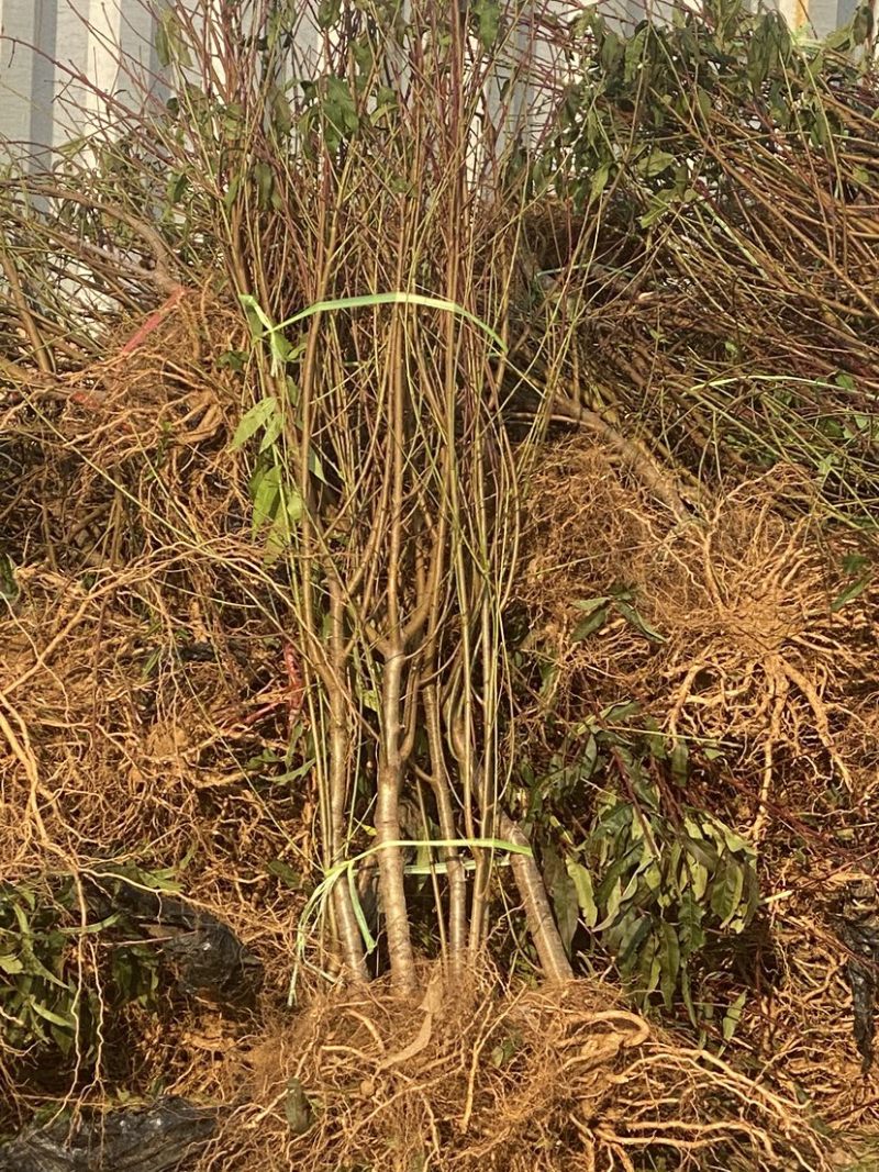 中蟠102蟠桃树苗，品种保证，包邮包品种，产量高，