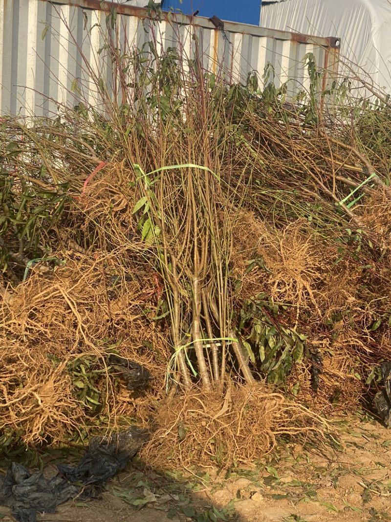 中蟠102蟠桃树苗，品种保证，包邮包品种，产量高，