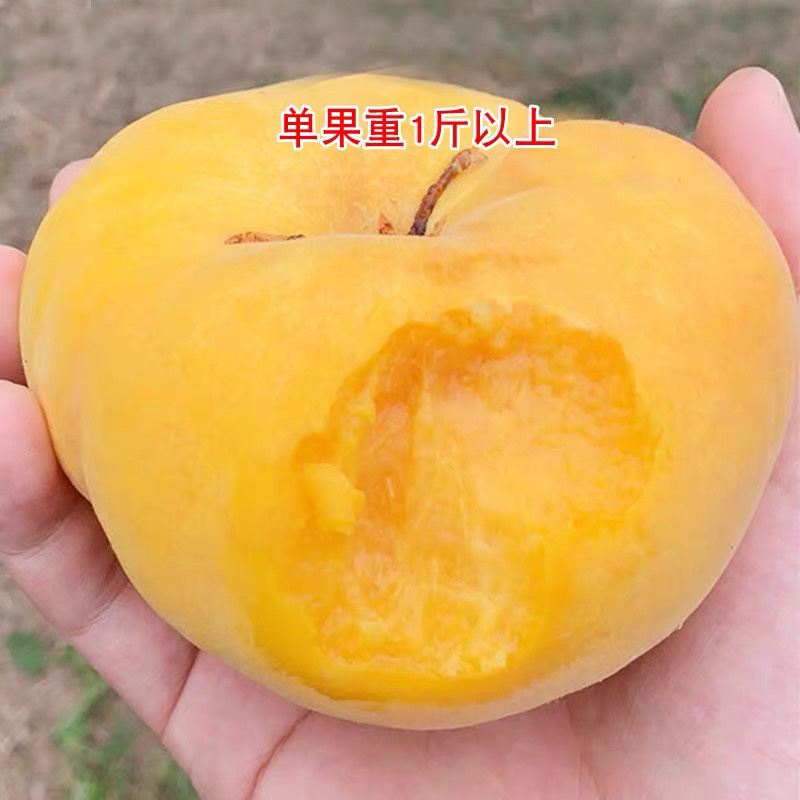 中蟠102蟠桃树苗，品种保证，包邮包品种，产量高，