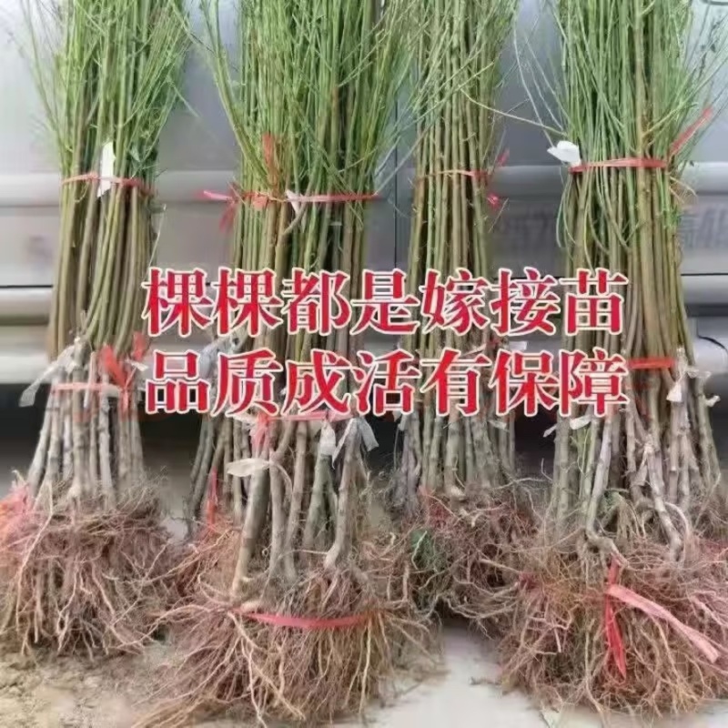 中蟠102蟠桃树苗，品种保证，包邮包品种，产量高，