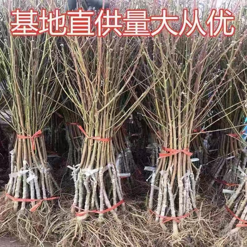 中蟠102蟠桃树苗，品种保证，包邮包品种，产量高，