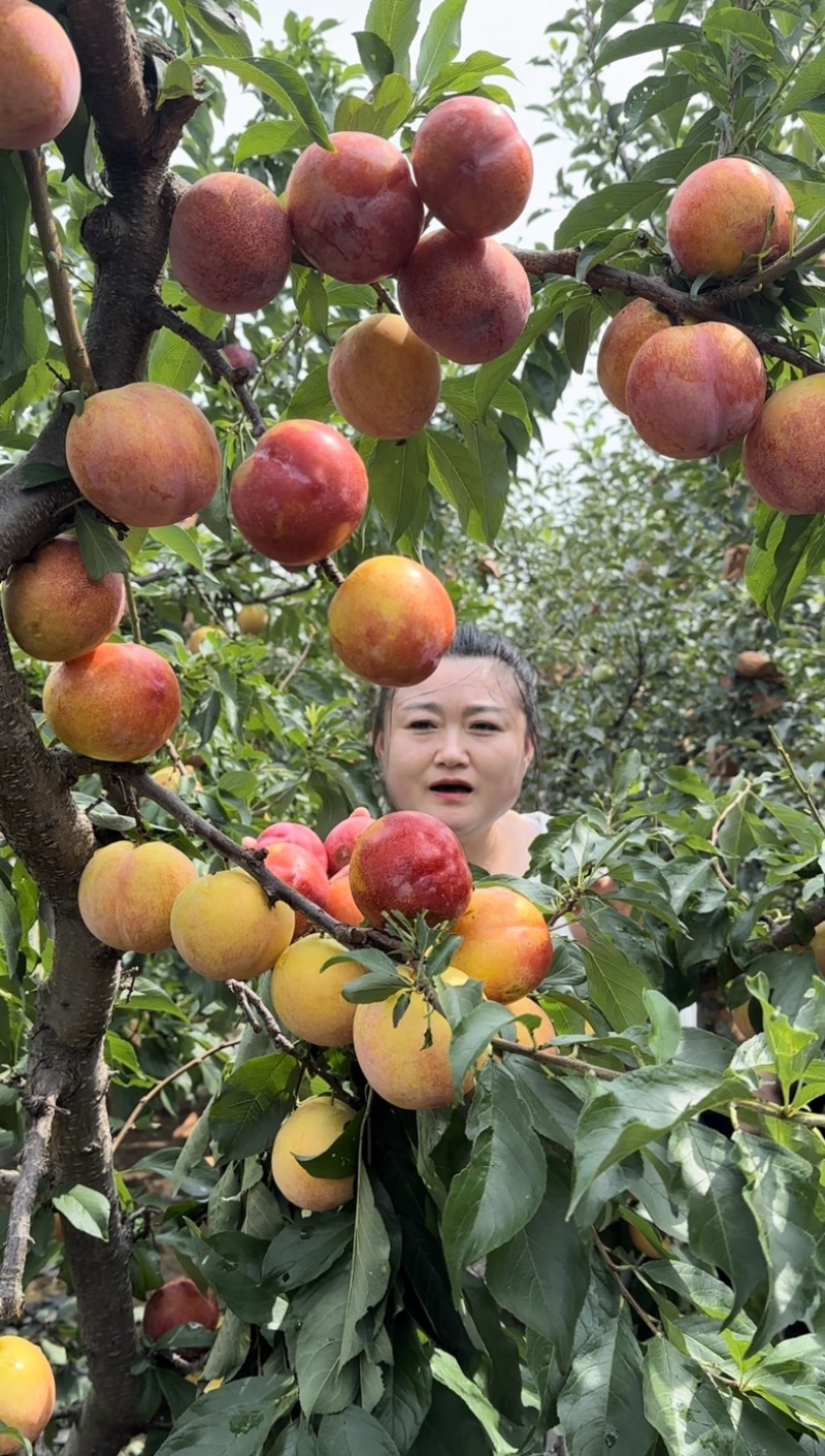 大红袍李子苗