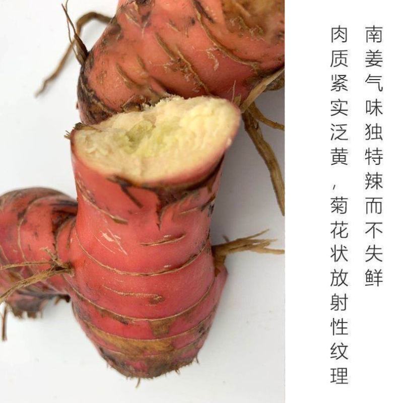 新鲜山姜头潮汕老南姜山姜南姜山姜南姜山姜整箱包邮蔬菜山姜