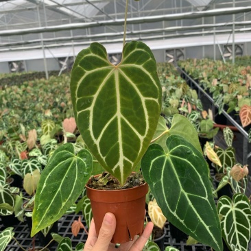 水晶花烛黑丝绒自培品种基地直发