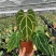 水晶花烛黑丝绒自培品种基地直发
