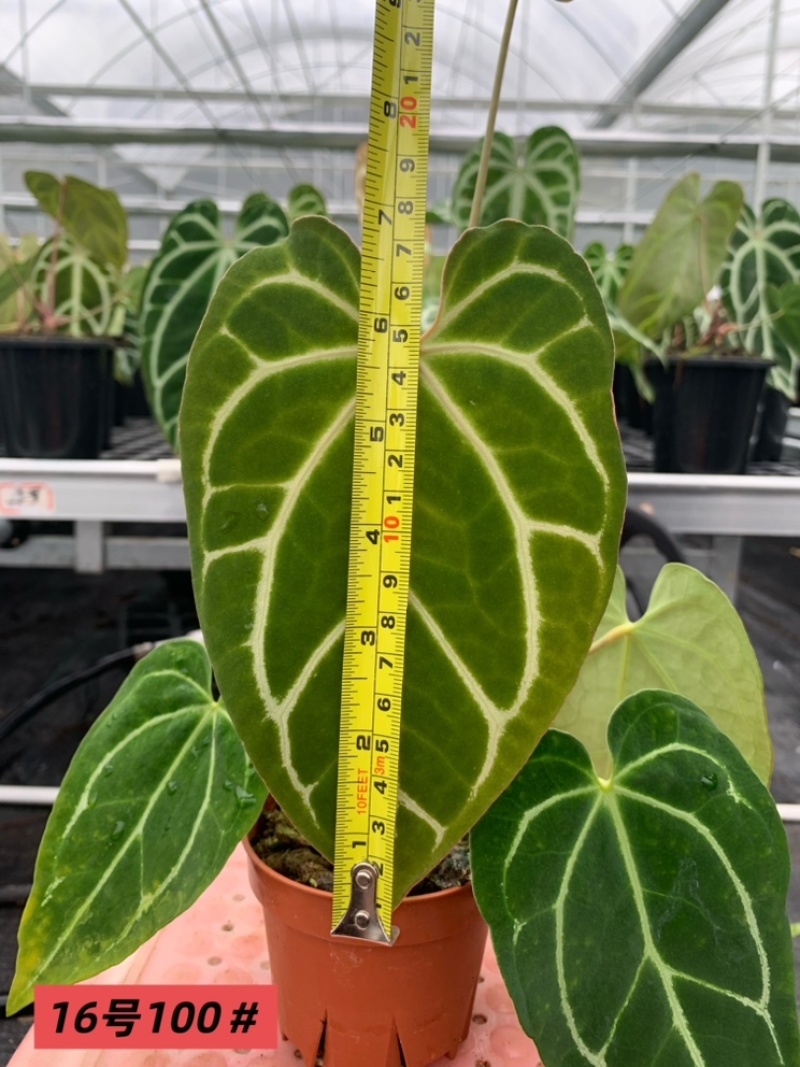 水晶花烛黑丝绒自培品种基地直发