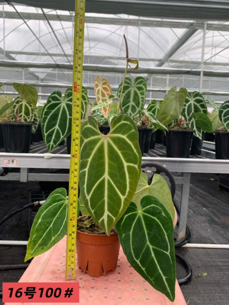 水晶花烛黑丝绒自培品种基地直发