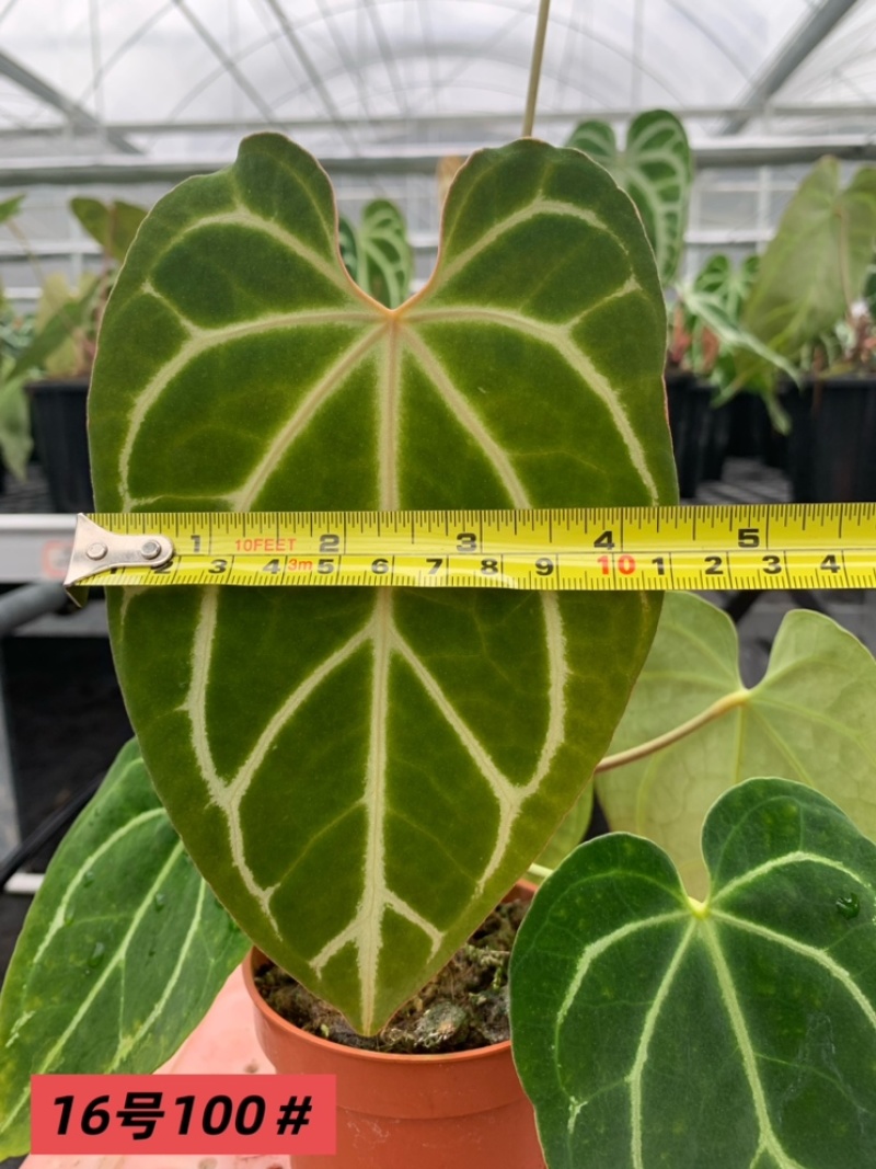 水晶花烛黑丝绒自培品种基地直发