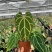 水晶花烛黑丝绒自培品种基地直发