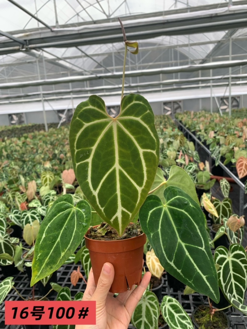 水晶花烛黑丝绒自培品种基地直发