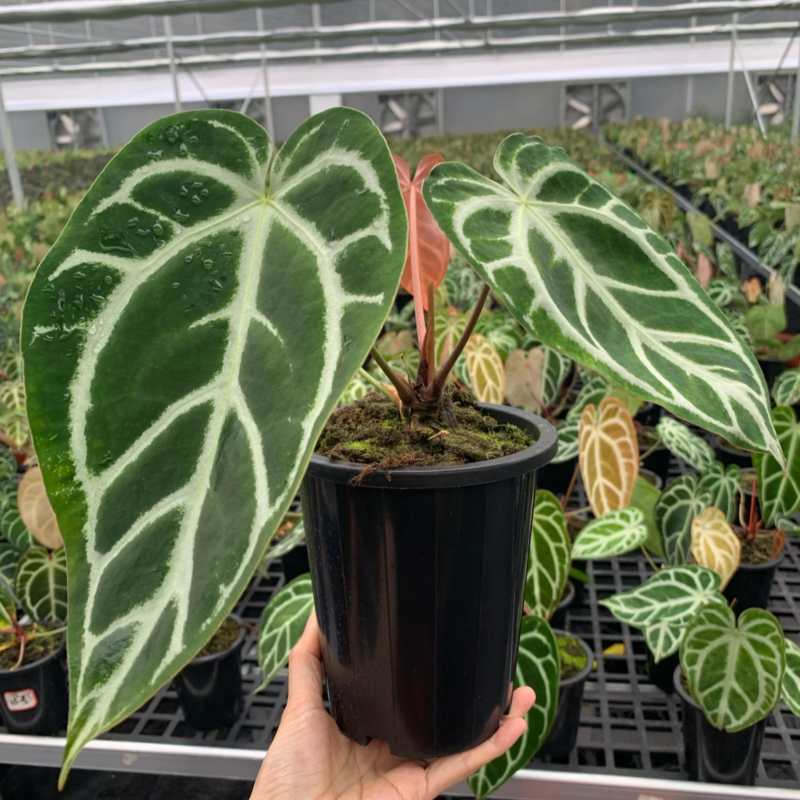 水晶花烛撕裂纹华丽自培品种基地直发
