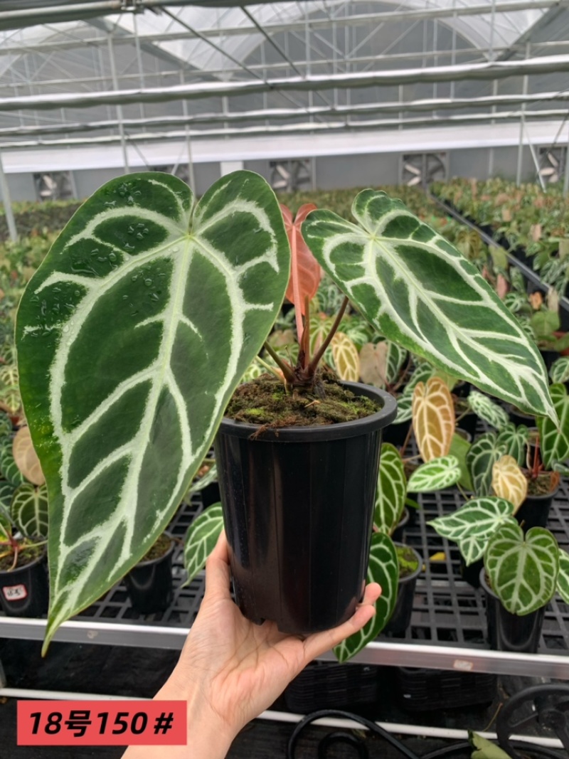 水晶花烛撕裂纹华丽自培品种基地直发