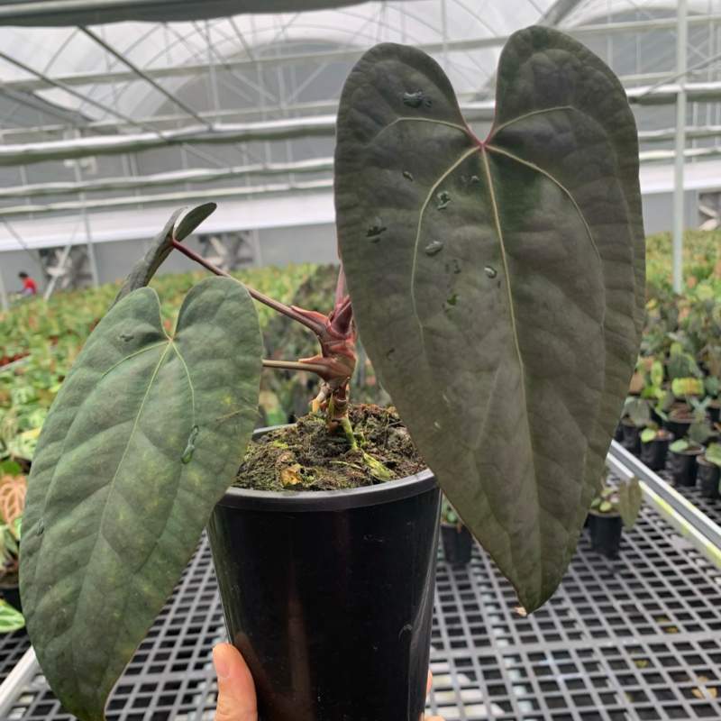 水晶花烛黑桃杂黑凤凰自培品种基地直发