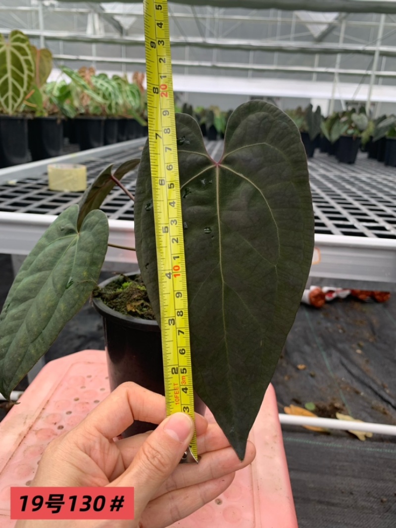 水晶花烛黑桃杂黑凤凰自培品种基地直发