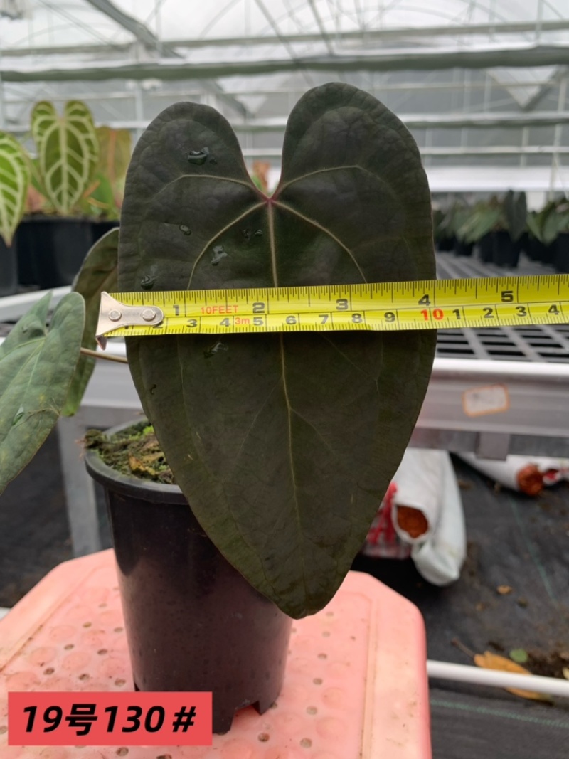 水晶花烛黑桃杂黑凤凰自培品种基地直发