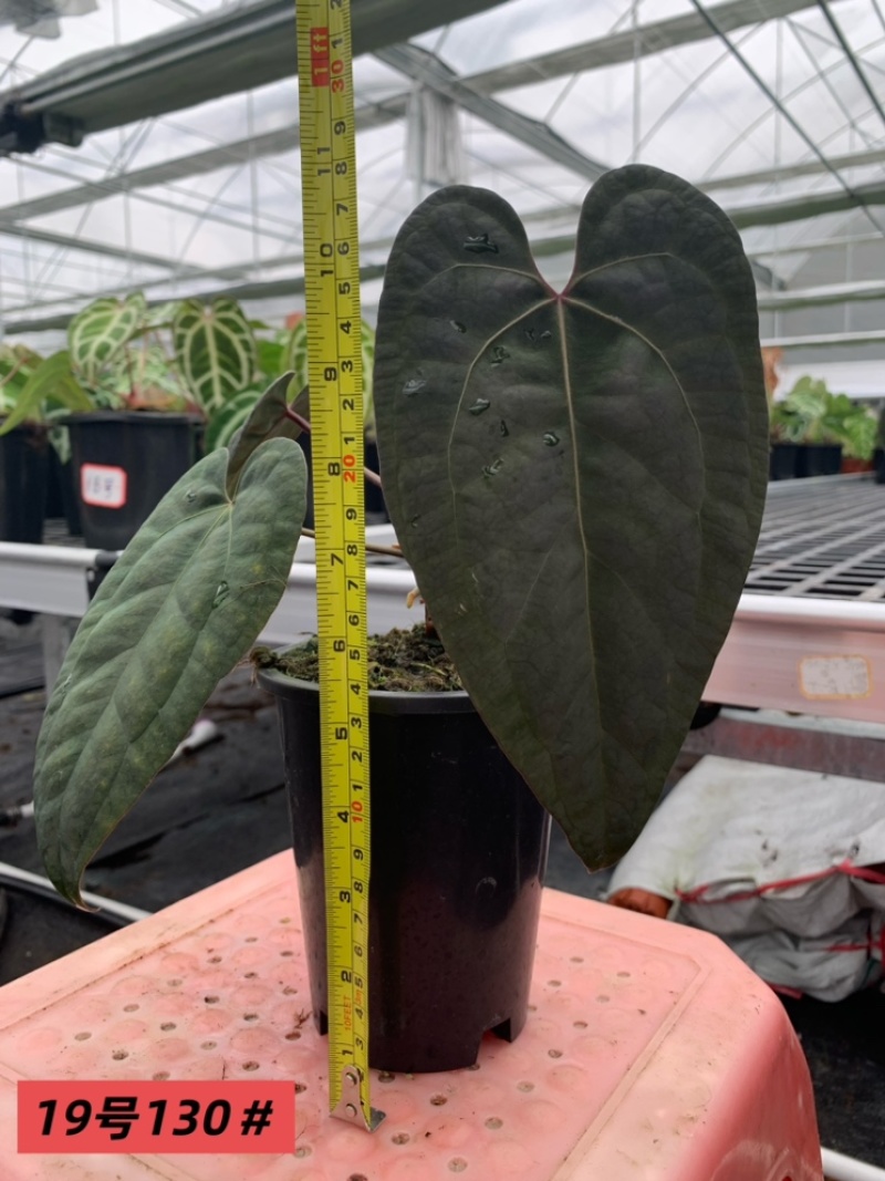 水晶花烛黑桃杂黑凤凰自培品种基地直发