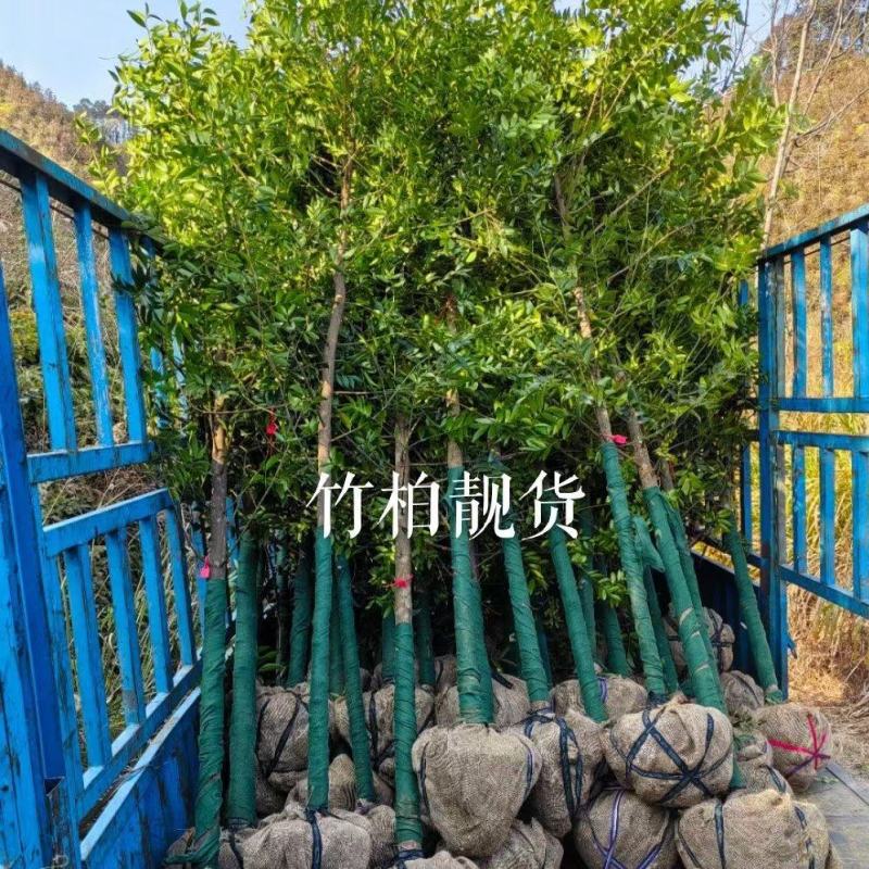 竹柏袋苗