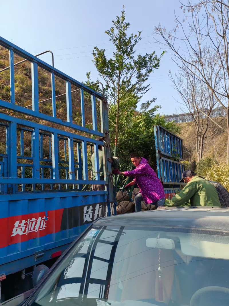竹柏袋苗