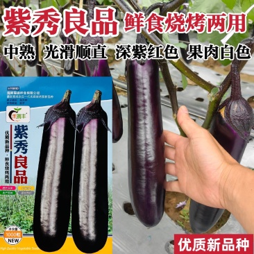 紫秀良品茄子种子烧烤茄种子高产深紫红广茄种子紫红长茄种子