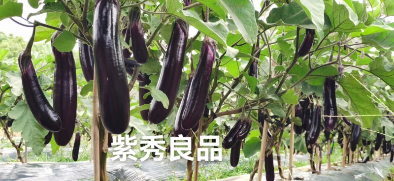 紫秀良品茄子种子烧烤茄种子高产深紫红广茄种子紫红长茄种子