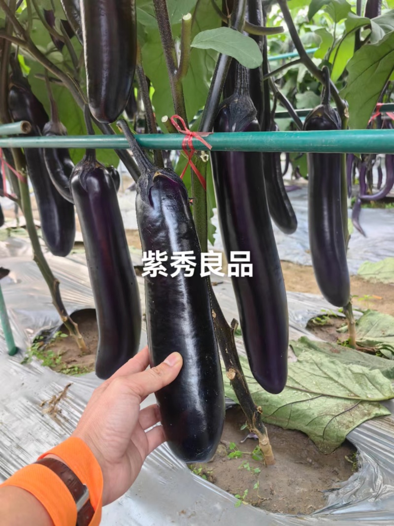 紫秀良品茄子种子烧烤茄种子高产深紫红广茄种子紫红长茄种子