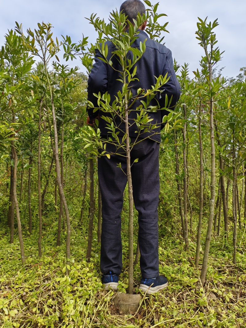 竹柏袋苗