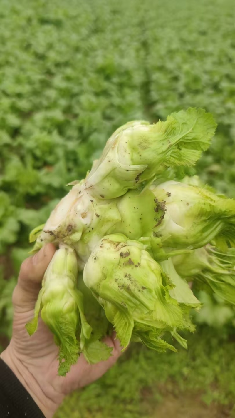 精品晚熟儿菜