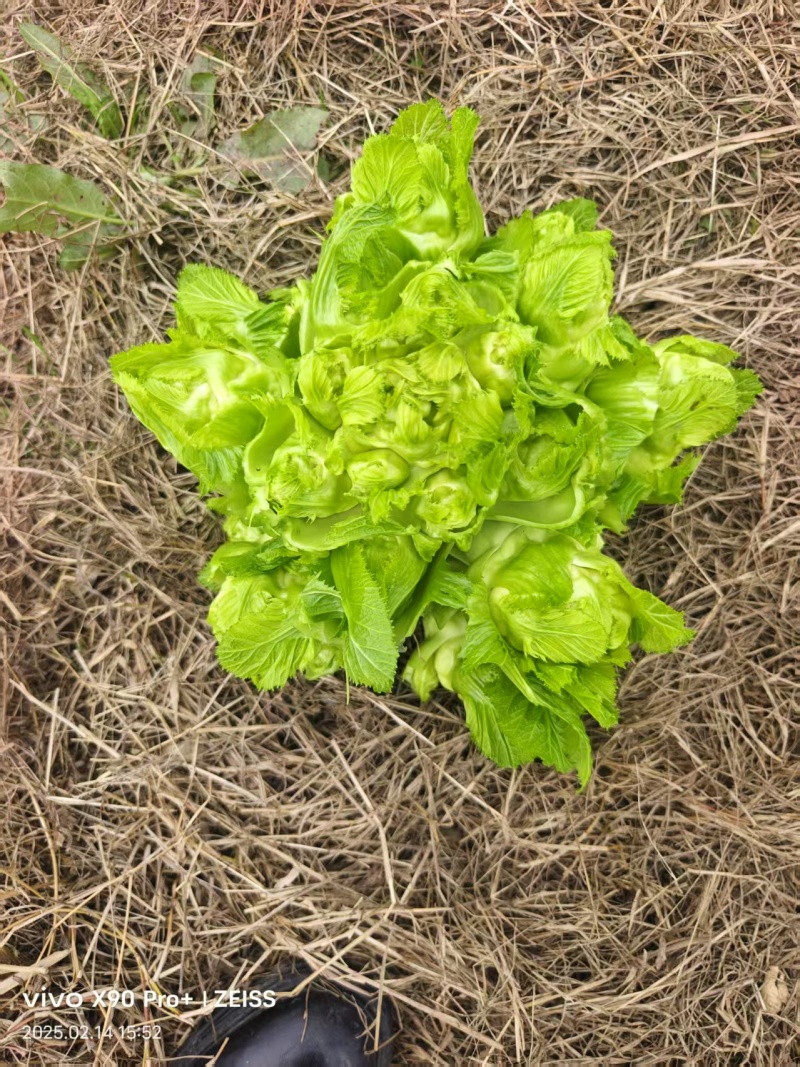 精品晚熟儿菜