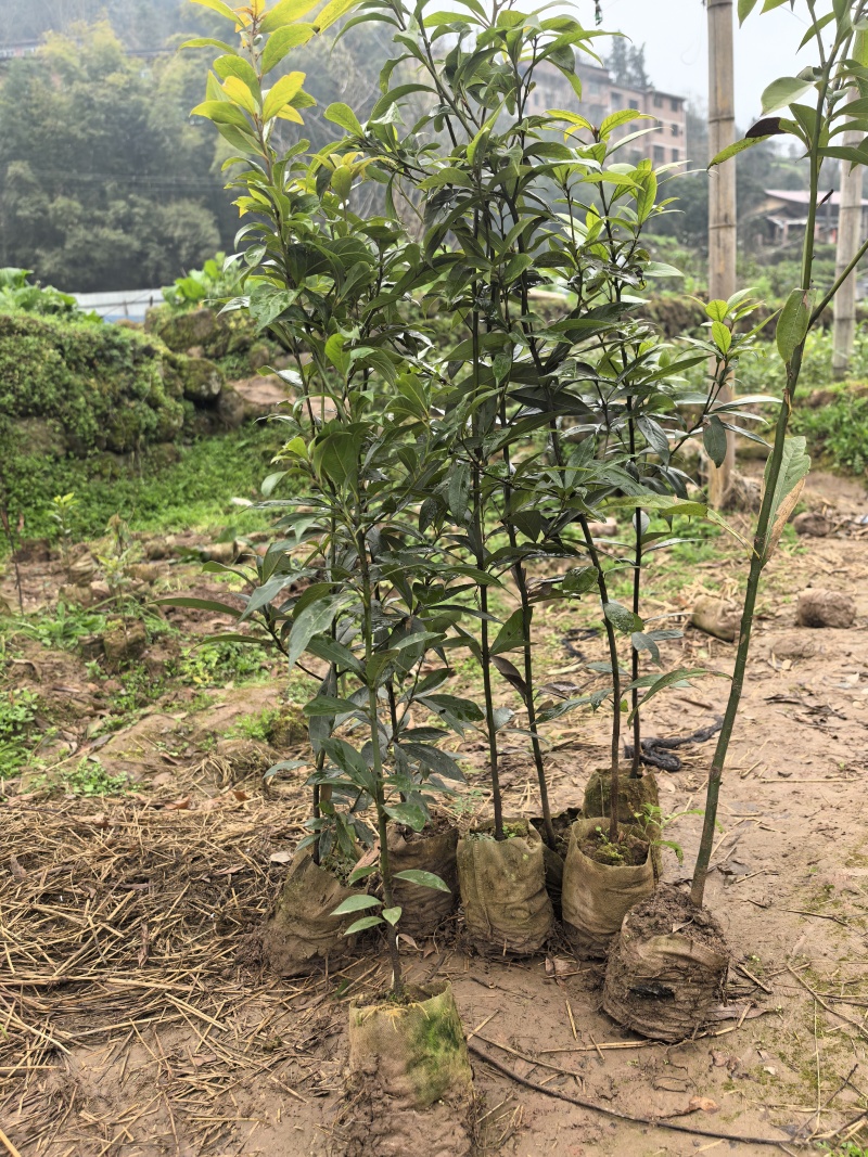 楠木袋苗