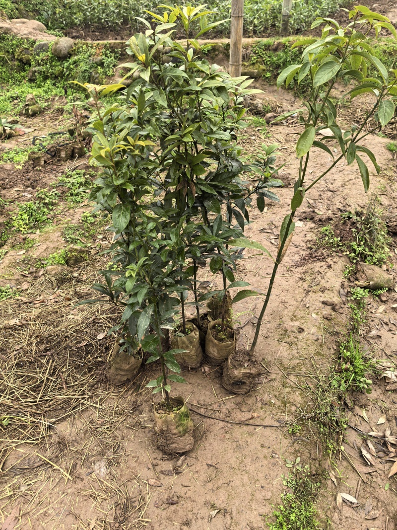 楠木袋苗