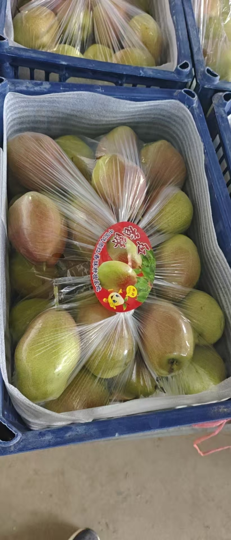红香酥梨，规格大，果面干净，脆甜爽口，细腻无渣，核小皮薄