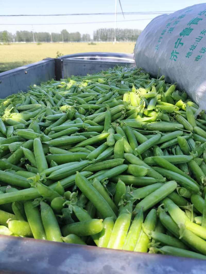中碗六号，九号，长寿仁，以大量上市，欢迎各地老板采购