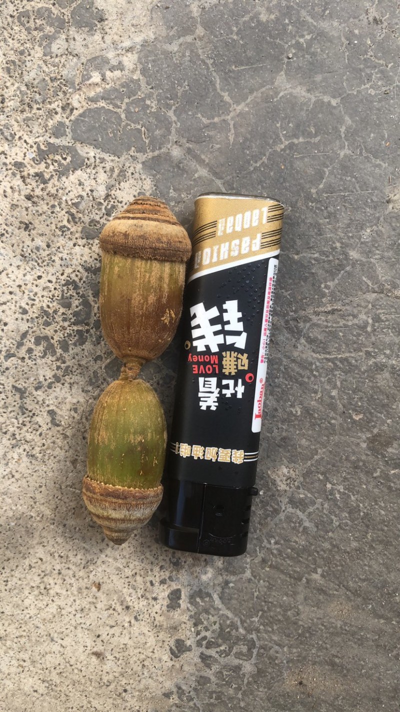 产地批发野生狗鞭果毛毛果鲜货通货保成色高