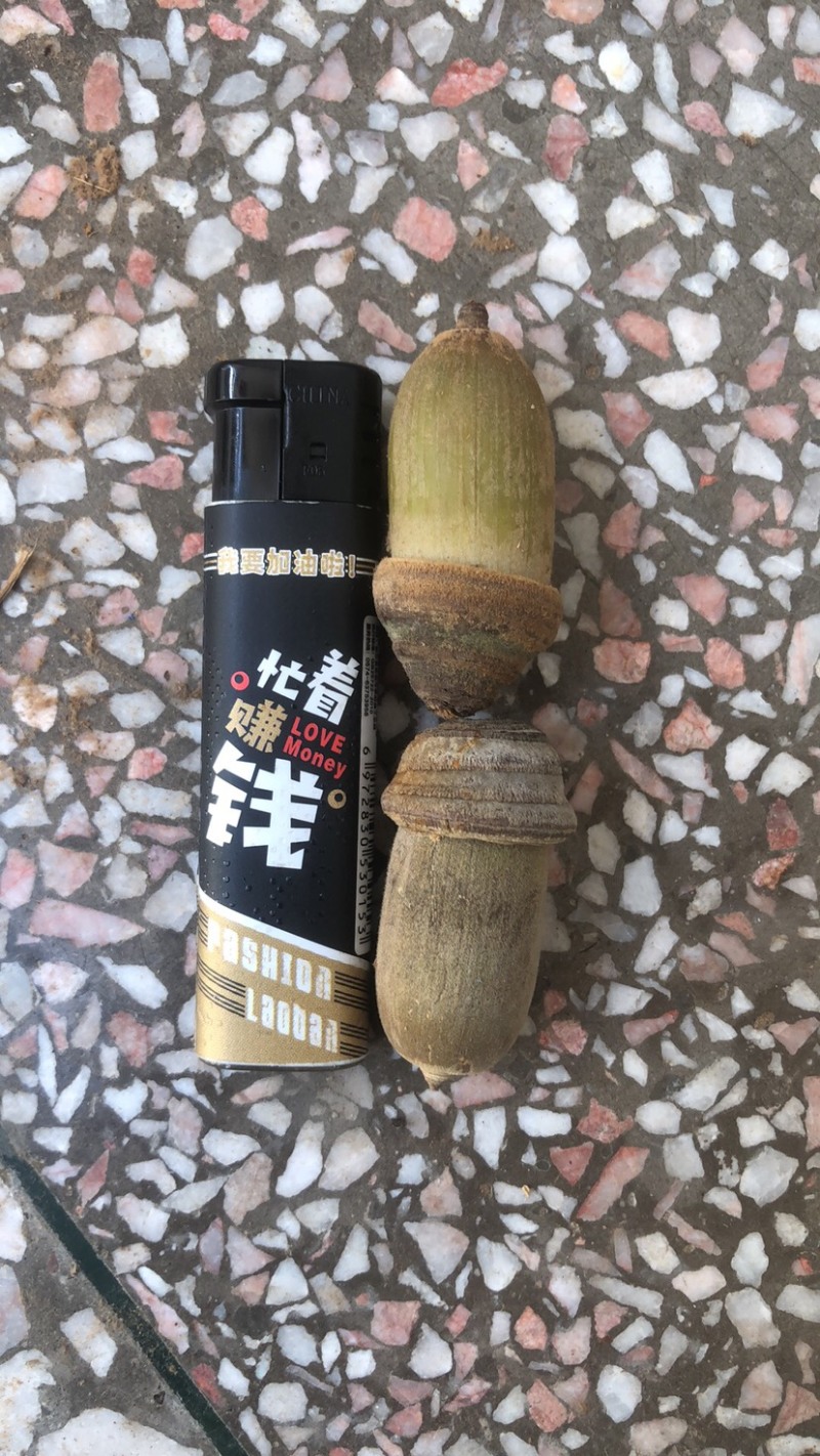 产地批发野生狗鞭果毛毛果鲜货通货保成色高