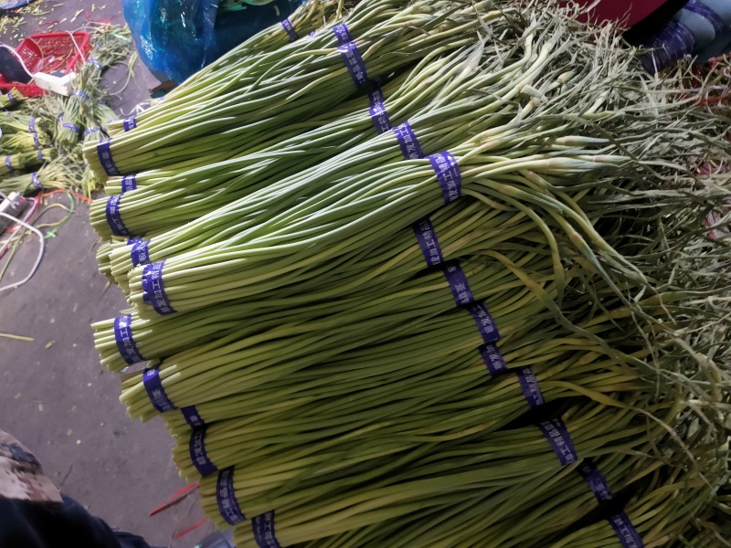 蒜薹无斑存可长年供货通货50~60cm