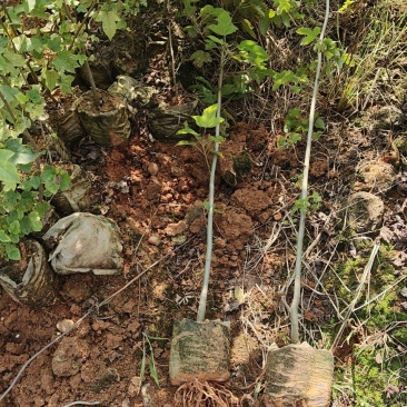 枫香苗枫香树苗荒山造林苗枫香基地大小大小规格都有