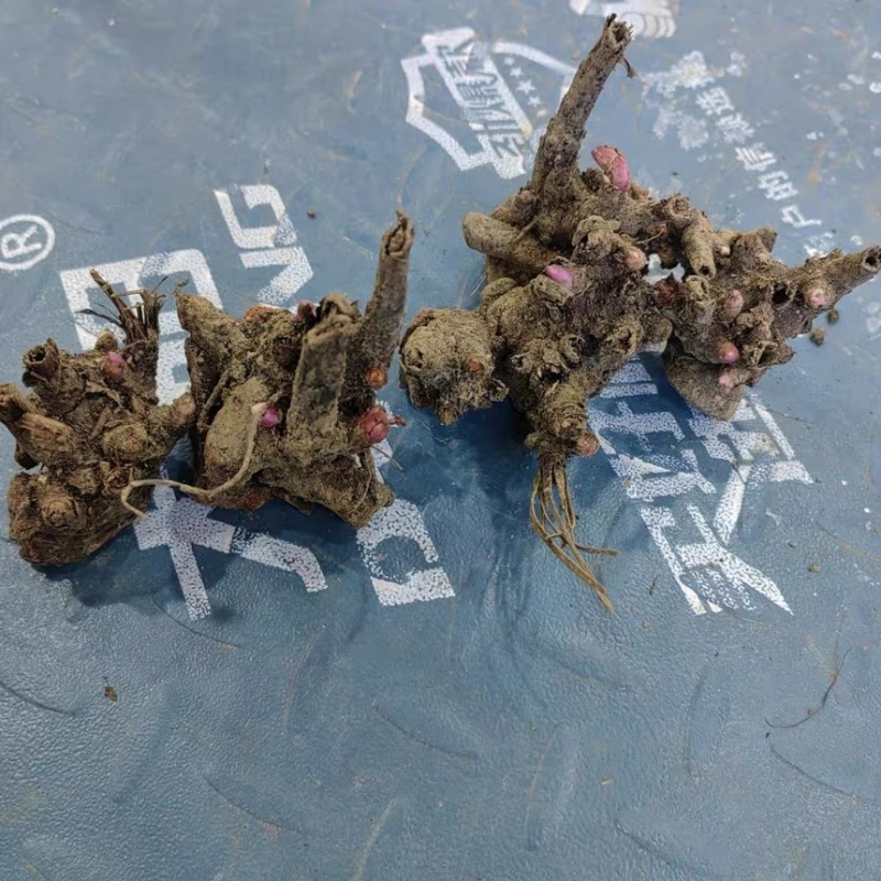 亳州本地白芍芽头，假一赔十