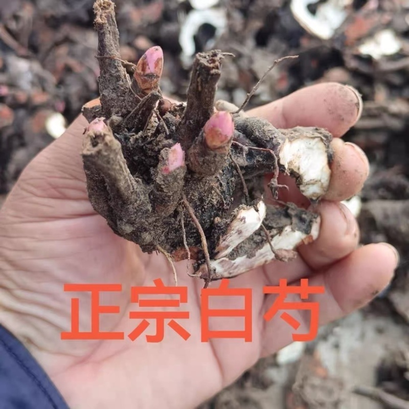 亳州本地白芍芽头，假一赔十